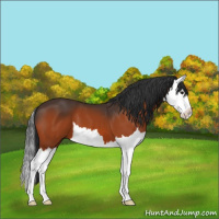 Horse Color:Bay Splash 