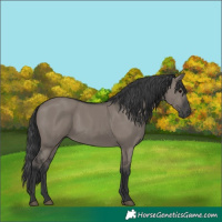 Horse Color:Grullo Rabicano 