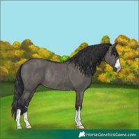 Horse Color:Grullo Rabicano 