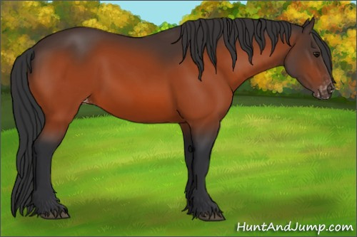 Horse Color:Bay Appaloosa