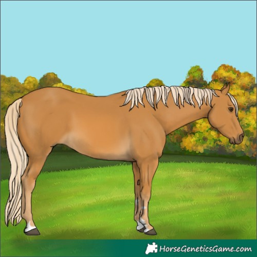 Horse Color:Palomino