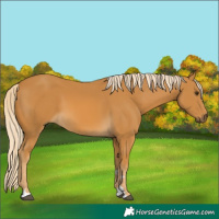 Horse Color:Palomino 