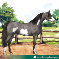 Horse Color:Liver Red Roan Frame 