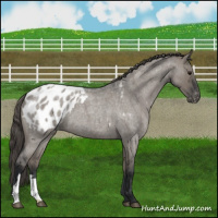 Horse Color:Grullo Roan Appaloosa 