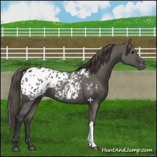 Horse Color:Grullo Appaloosa 