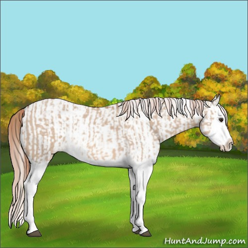 Horse Color:Red Dun Splash  and White Spotted Red Dun Splash 