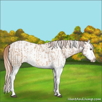 Horse Color:Red Dun Splash  and White Spotted Red Dun Splash 