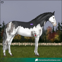 Horse Color:Silver Black Sabino Splash and Black Splash