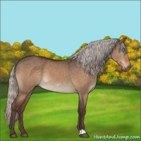 Horse Color:Silver Bay Dun 
