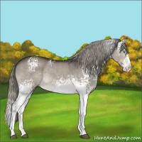 Horse Color:White Spotted Liver Red Dun Mushroom Splash