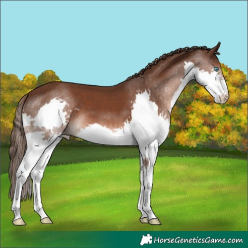 Horse Color:Liver Chestnut Splash