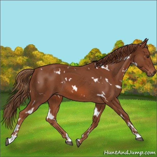 Horse Color:White Spotted Chestnut
