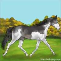 Horse Color:Black Splash