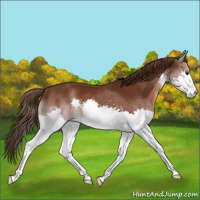 Horse Color:Liver Chestnut Splash