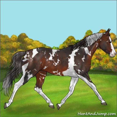 Horse Color:White Spotted Brown Splash Tobiano Rabicano