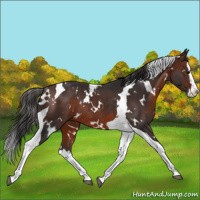 Horse Color:White Spotted Brown Splash Tobiano Rabicano