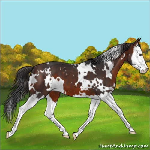 Horse Color:White Spotted Brown Splash