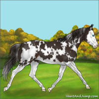 Horse Color:White Spotted Liver Chestnut Splash 