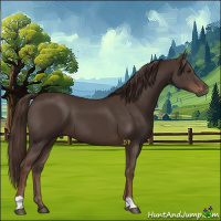 Horse Color:Liver Chestnut 