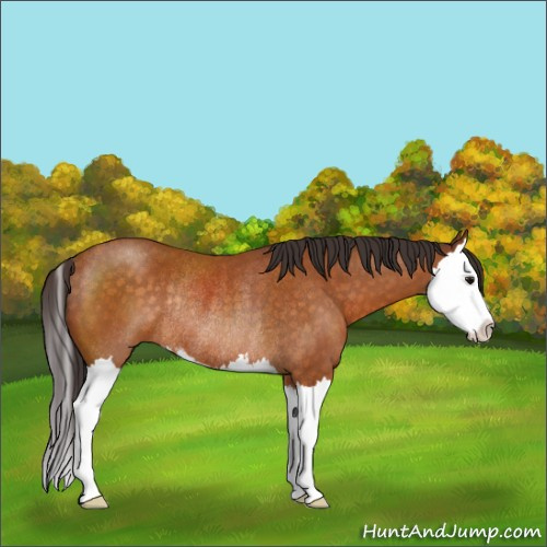 Horse Color:Buckskin Sabino Splash Rabicano