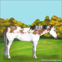 Horse Color:White Spotted Buckskin Sabino Splash Rabicano 