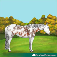 Horse Color:Brown Sabino Splash 