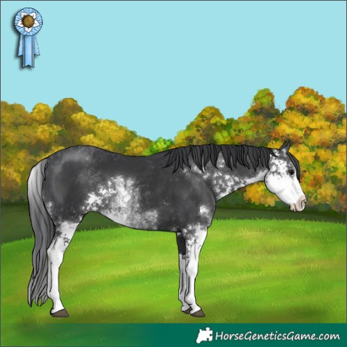Horse Color:Black Sabino