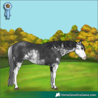 Horse Color:Black Sabino 