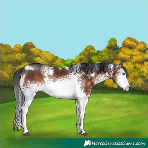 Horse Color:White Spotted Brown Splash Rabicano 