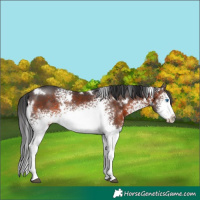 Horse Color:White Spotted Brown Splash Rabicano 