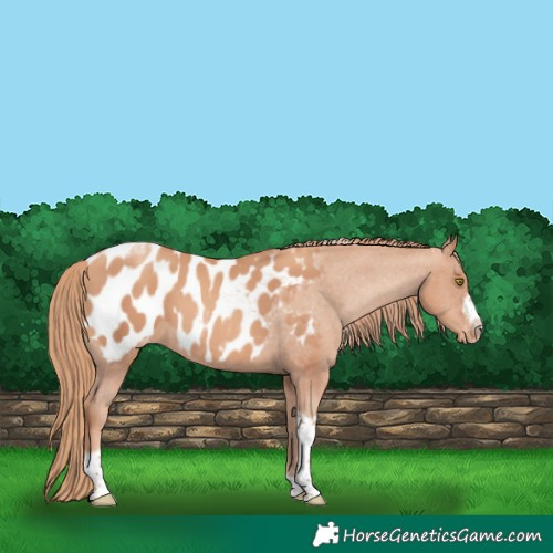 Horse Color:Gold Champagne Tobiano Frame Blanket