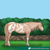 Horse Color:Gold Champagne Tobiano Frame Appaloosa 
