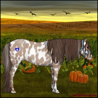 Horse Color:Classic Champagne Roan Tobiano Appaloosa 