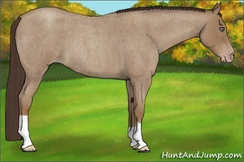 Horse Color:Classic Champagne Roan 