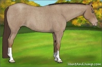 Horse Color:Classic Champagne Roan