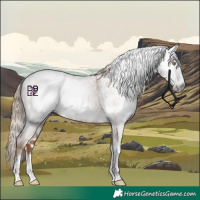 Horse Color:Gray Gold Champagne Roan Tobiano Frame Appaloosa 