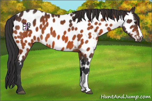 Horse Color:Brown Appaloosa 
