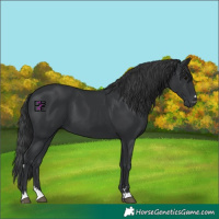 Horse Color:Black 