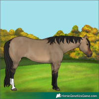 Horse Color:Gray Brown Dun 