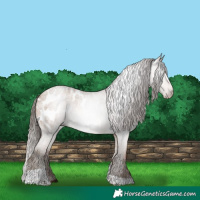 Horse Color:Gray Amber Champagne Roan Tobiano Blanket