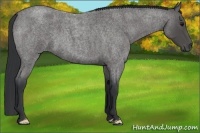 Horse Color:Blue Roan Frame 
