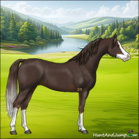 Horse Color:Liver Chestnut Splash 
