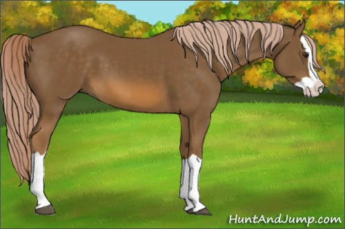 Horse Color:Chocolate Palomino Splash