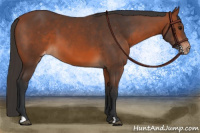 Horse Color:Bay Appaloosa