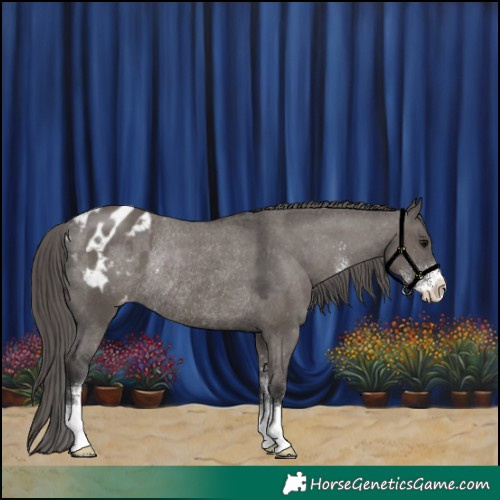 Horse Color:Smoky Grullo Sabino Appaloosa Rabicano