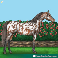 Horse Color:Bay Near Leopard