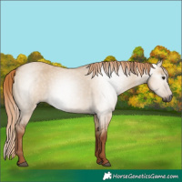 Horse Color:Gray Red Dun Roan 