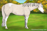 Horse Color:Cremello Sabino Splash Appaloosa 