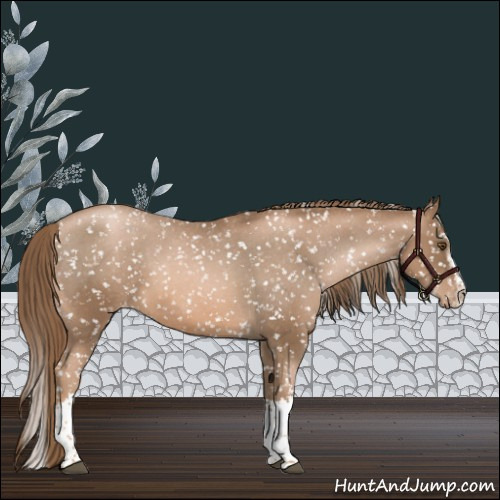 Horse Color:Liver Chestnut Pearl Sabino Splash Appaloosa 