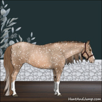 Horse Color:Liver Chestnut Pearl Sabino Splash Appaloosa 